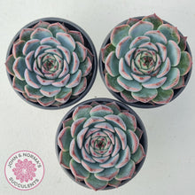 Load image into Gallery viewer, Echeveria Esterela - New Korean Import - John &amp; Norma&#39;s Succulents
