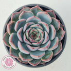 Echeveria Esterela