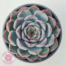 Load image into Gallery viewer, Echeveria Esterela - New Korean Import - John &amp; Norma&#39;s Succulents
