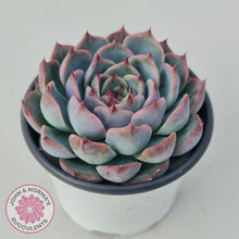 Load image into Gallery viewer, Echeveria Esterela - New Korean Import - John &amp; Norma&#39;s Succulents
