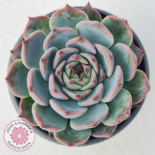 Load image into Gallery viewer, Echeveria Esterela - New Korean Import - John &amp; Norma&#39;s Succulents
