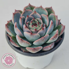 Load image into Gallery viewer, Echeveria Esterela - New Korean Import - John &amp; Norma&#39;s Succulents
