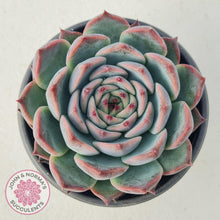 Load image into Gallery viewer, Echeveria Esterela - New Korean Import - John &amp; Norma&#39;s Succulents
