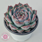 Echeveria Esterela