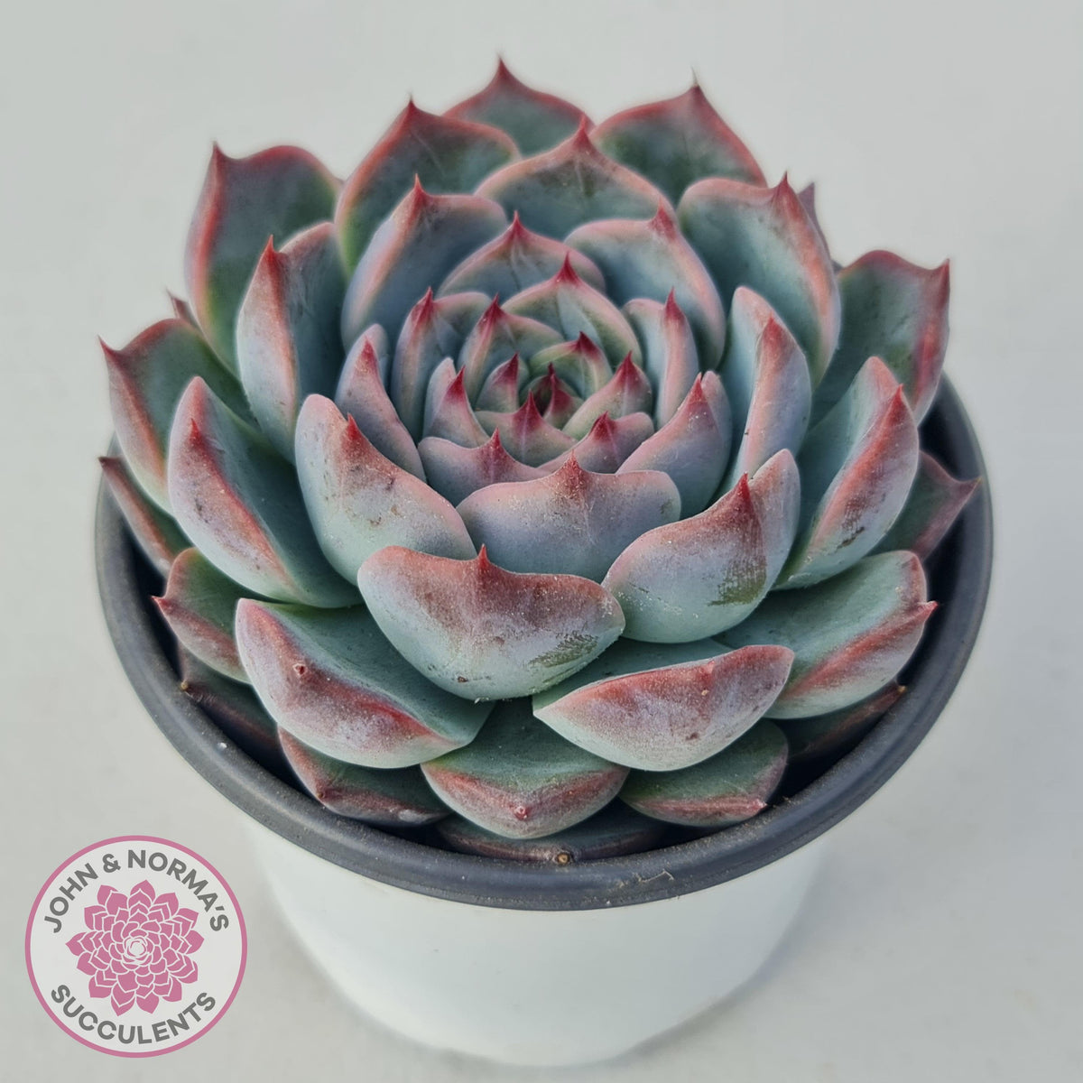 Echeveria Esterela