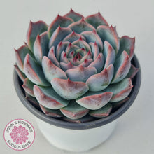 Load image into Gallery viewer, Echeveria Esterela - New Korean Import - John &amp; Norma&#39;s Succulents
