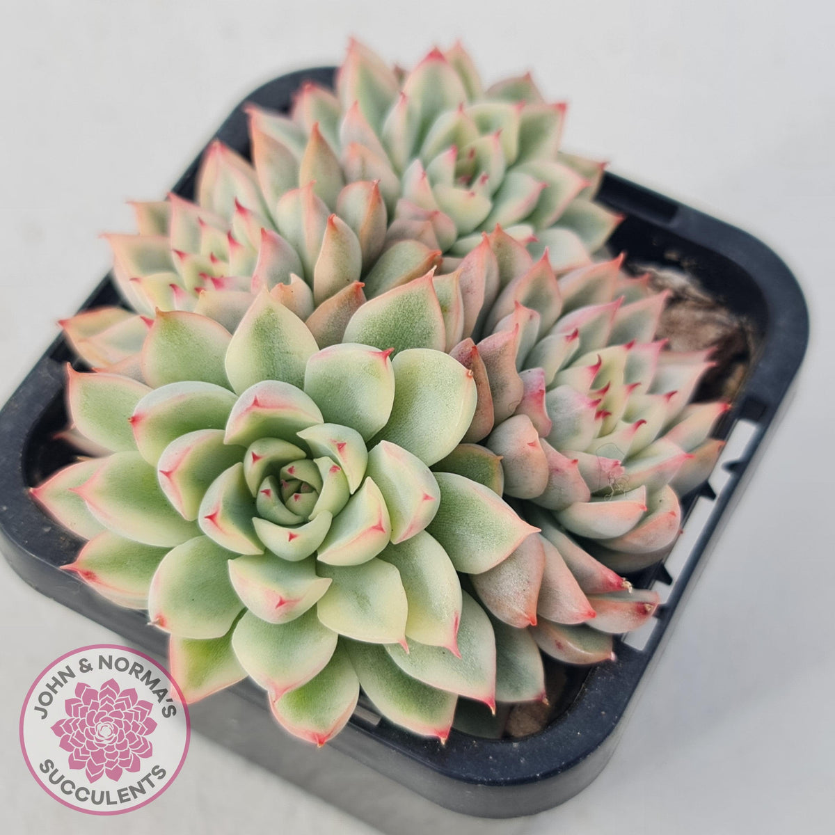 Echeveria Mebina Variegated