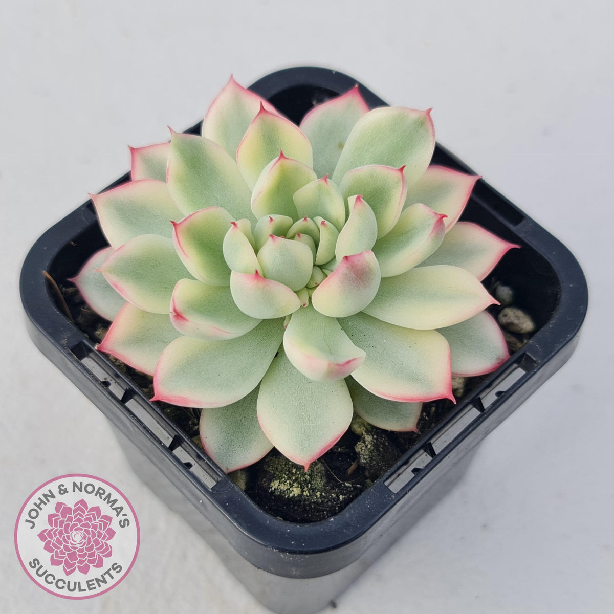 Echeveria Mebina Variegated