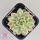 Echeveria Mebina Variegated