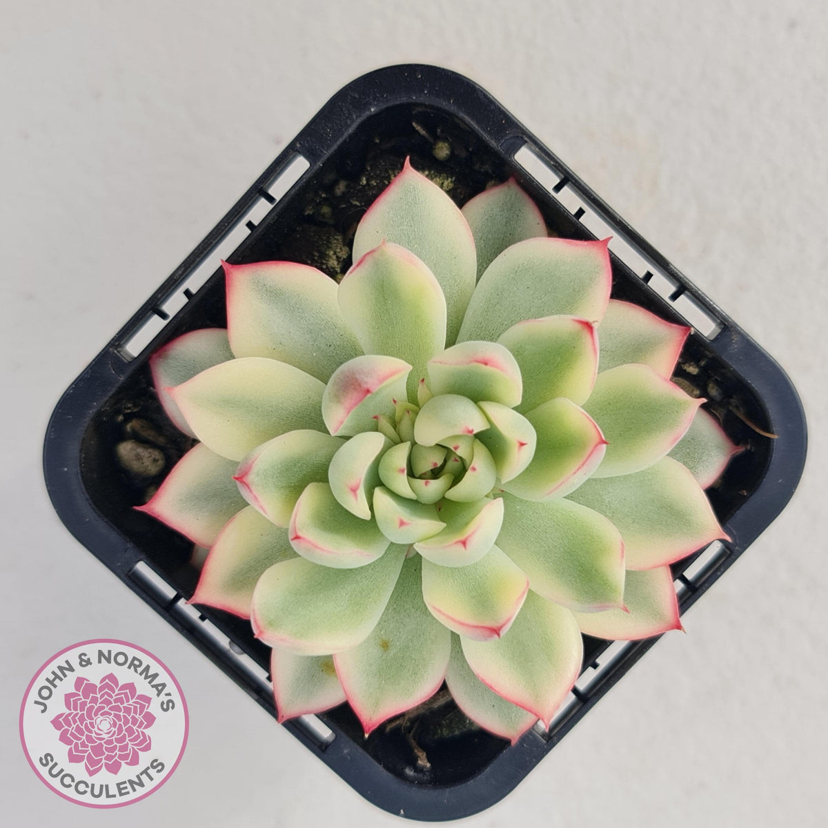 Echeveria Mebina Variegated