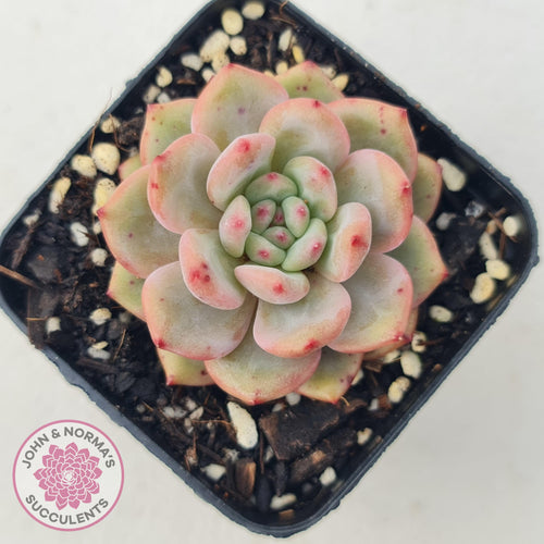 Echeveria Ariel - John & Norma's Succulents