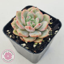 Load image into Gallery viewer, Echeveria Ariel - John &amp; Norma&#39;s Succulents
