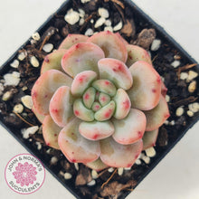 Load image into Gallery viewer, Echeveria Ariel - John &amp; Norma&#39;s Succulents
