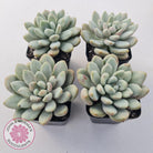 Graptoveria 'Bridgette' (multi)
