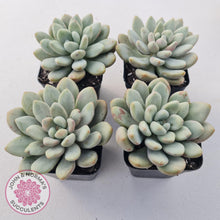 Load image into Gallery viewer, Graptoveria Bridgette - John &amp; Norma&#39;s Succulents
