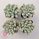 Graptoveria 'Bridgette' (multi)