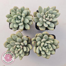 Load image into Gallery viewer, Graptoveria Bridgette - John &amp; Norma&#39;s Succulents
