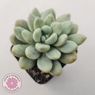 Graptoveria 'Bridgette' (multi)