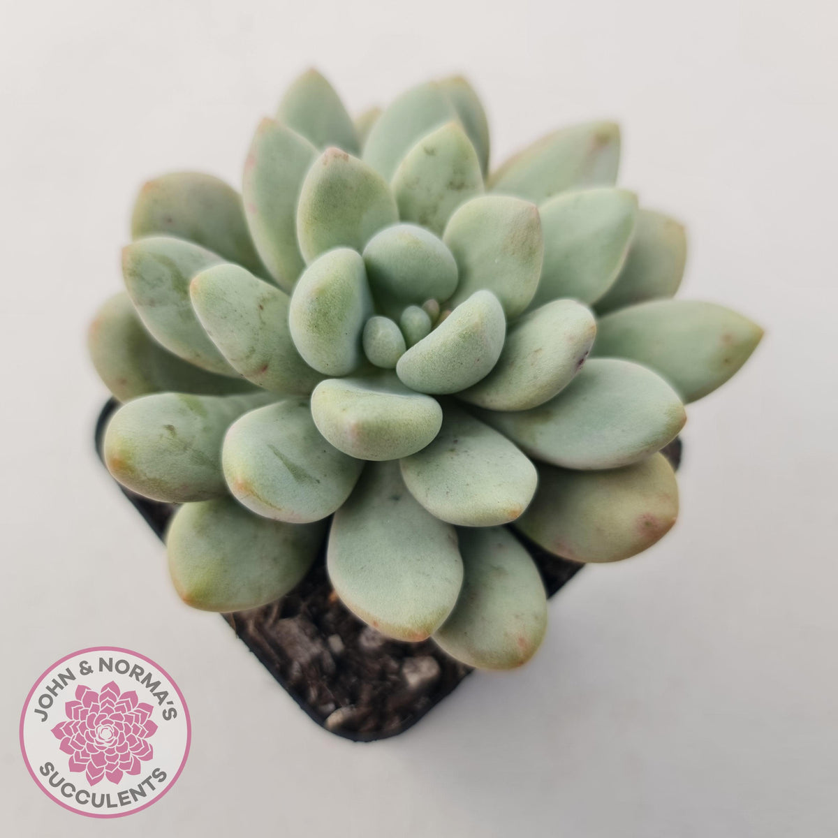 Graptoveria 'Bridgette' (multi)