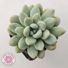 Graptoveria 'Bridgette' (multi)