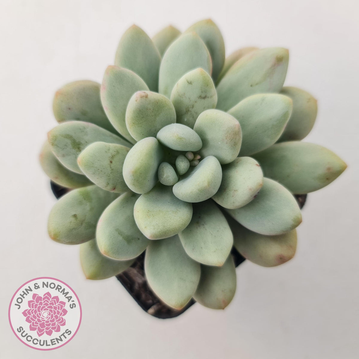 Graptoveria 'Bridgette' (multi)