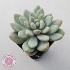 Graptoveria 'Bridgette' (multi)