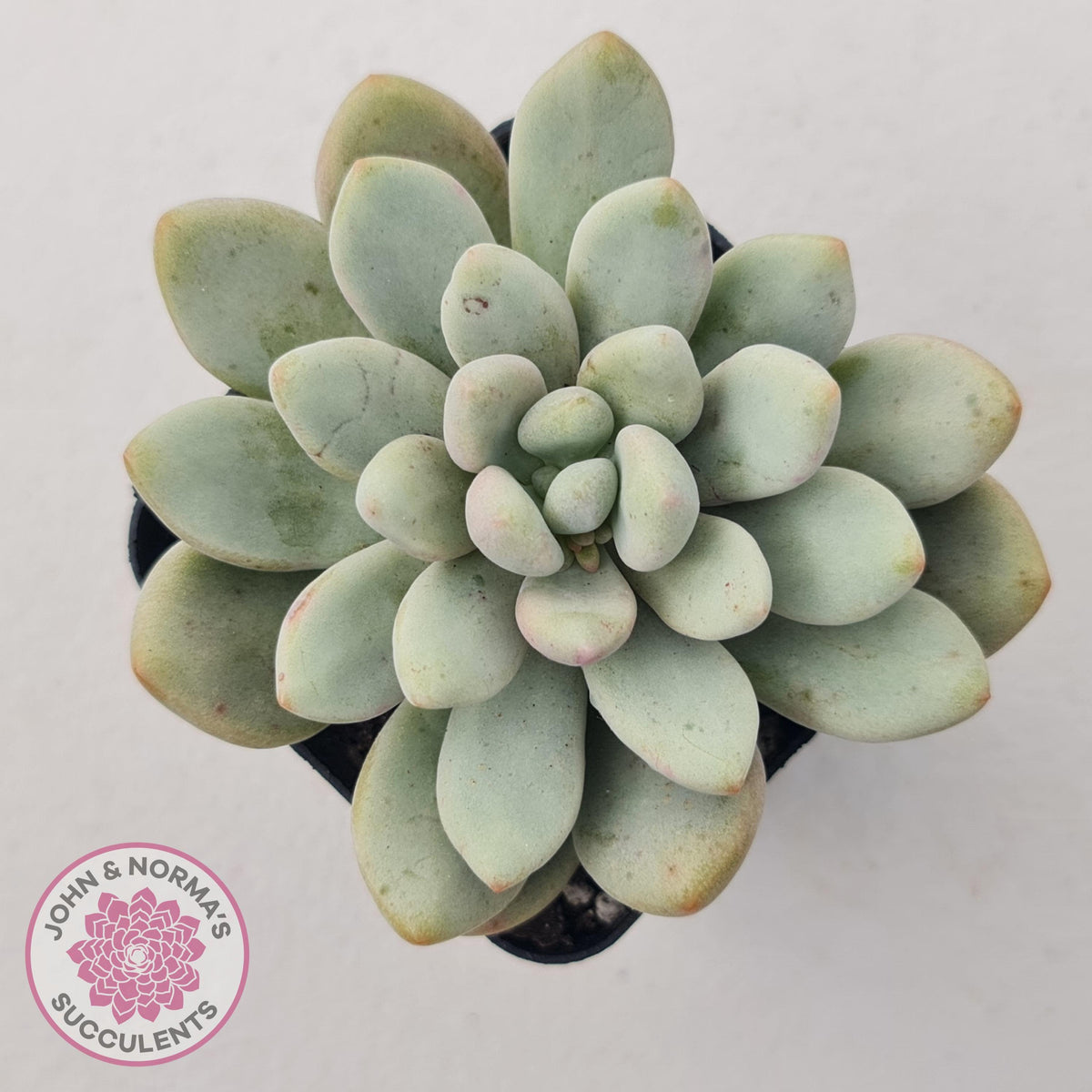 Graptoveria 'Bridgette' (multi)
