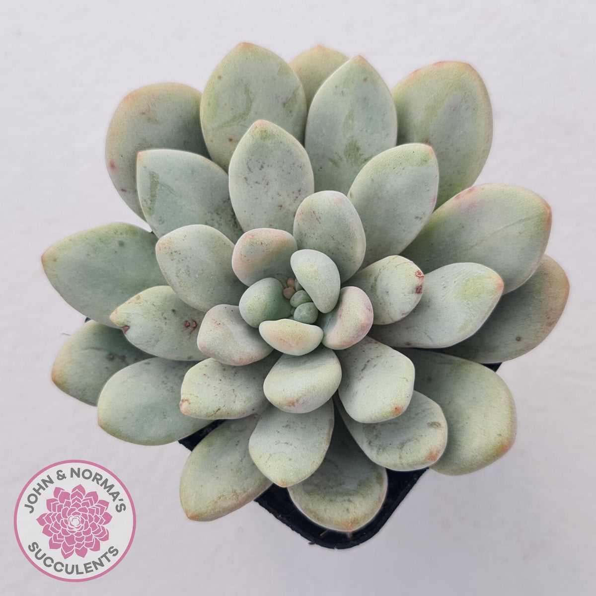 Graptoveria 'Bridgette' (multi)