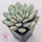 Graptoveria 'Bridgette' (multi)