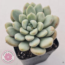 Load image into Gallery viewer, Graptoveria Bridgette - John &amp; Norma&#39;s Succulents
