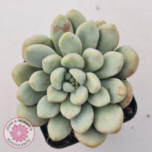 Load image into Gallery viewer, Graptoveria Bridgette - John &amp; Norma&#39;s Succulents
