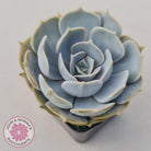 Echeveria Lilacina