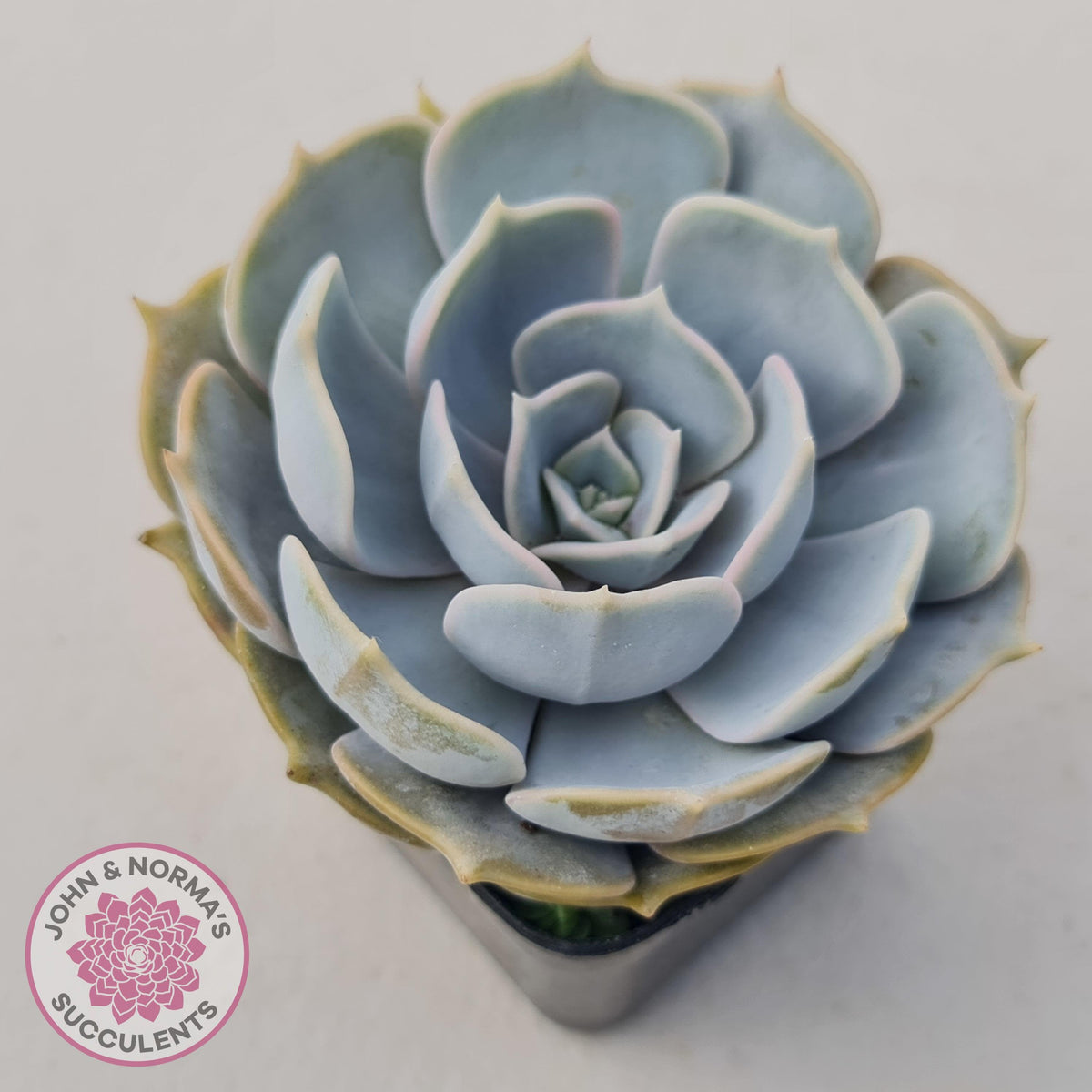 Echeveria Lilacina