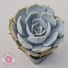 Load image into Gallery viewer, Echeveria Lilacina - John &amp; Norma&#39;s Succulents
