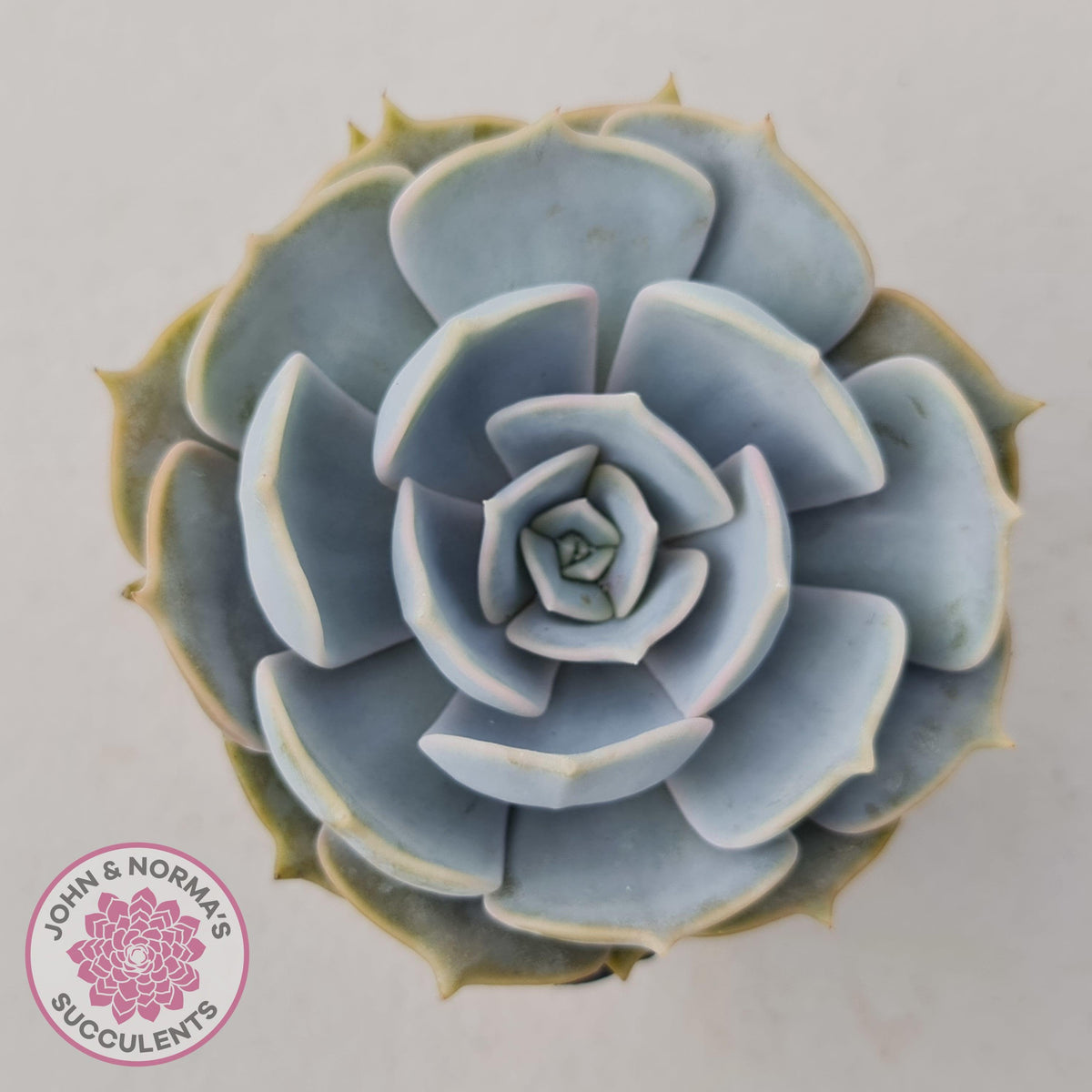 Echeveria Lilacina