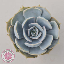 Load image into Gallery viewer, Echeveria Lilacina - John &amp; Norma&#39;s Succulents
