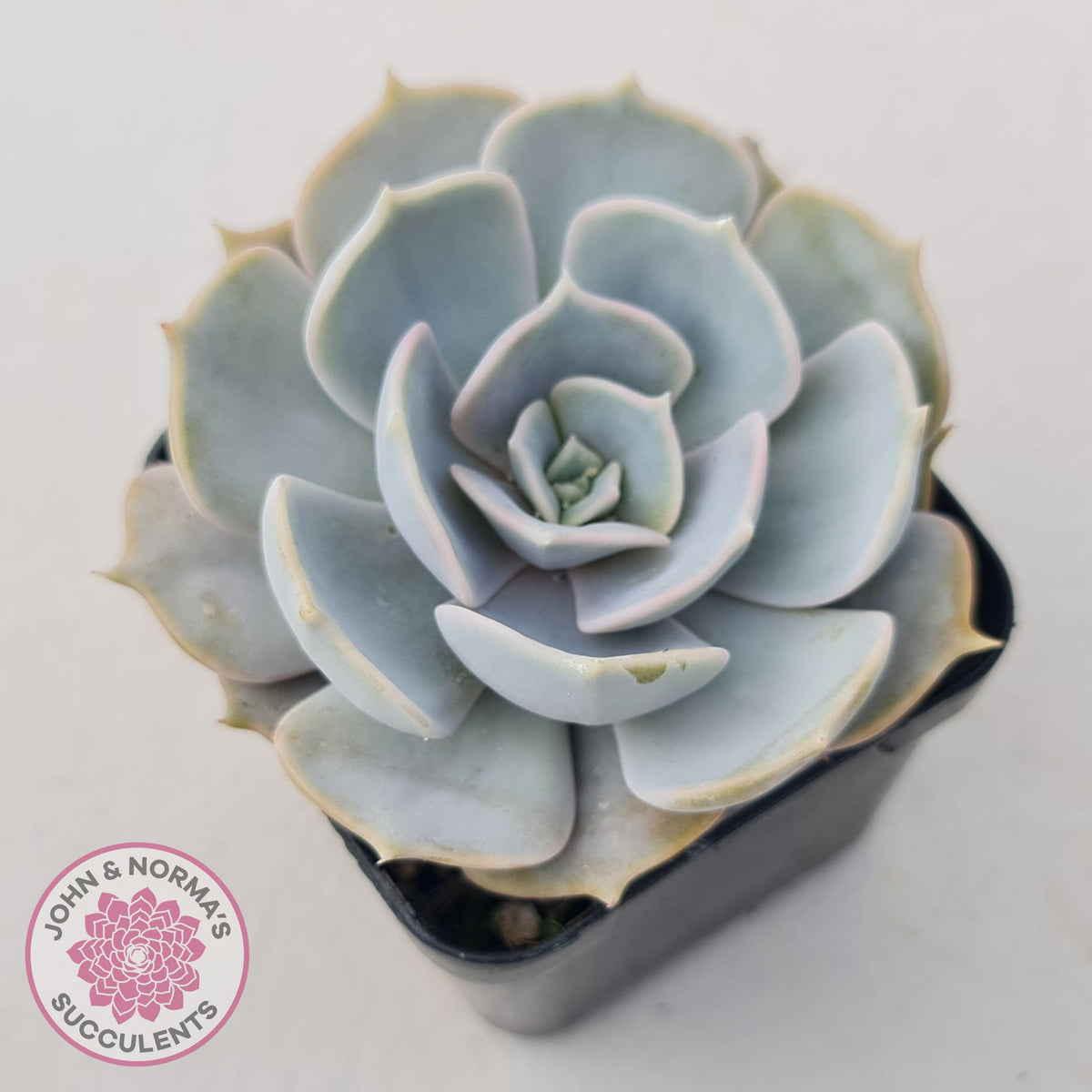 Echeveria Lilacina
