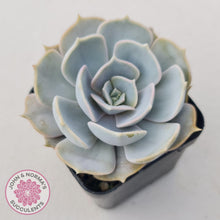 Load image into Gallery viewer, Echeveria Lilacina - John &amp; Norma&#39;s Succulents
