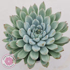 Echeveria Cuspidata var. zaragoza (lg)