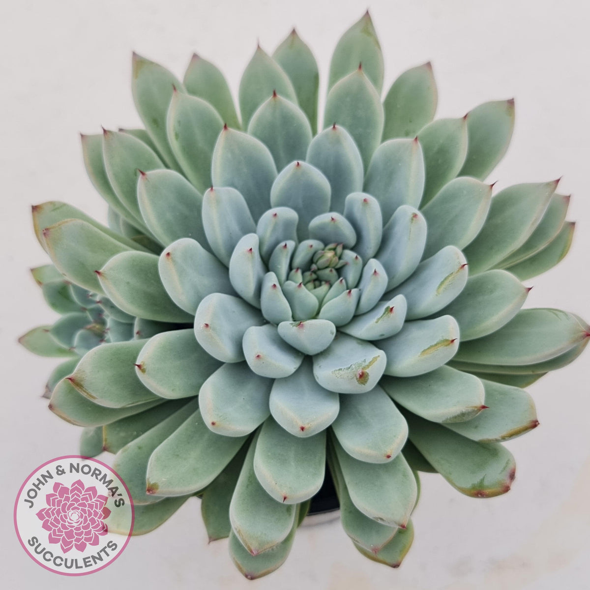 Echeveria Cuspidata var. zaragoza (lg)