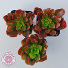 Echeveria multicaulis lipstick