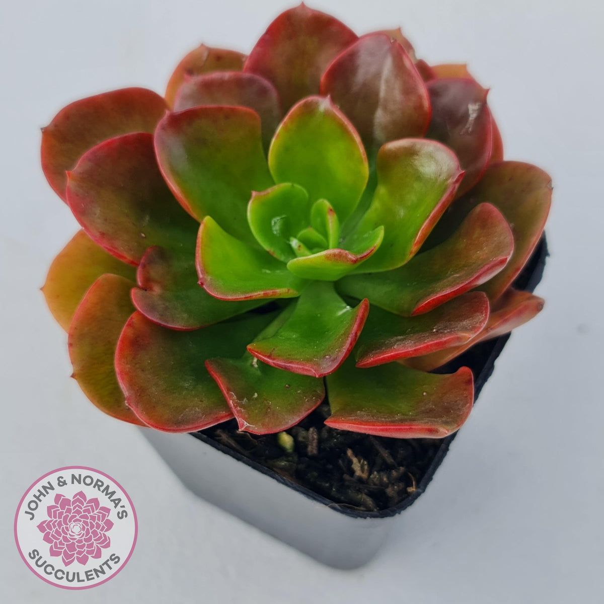 Echeveria multicaulis lipstick