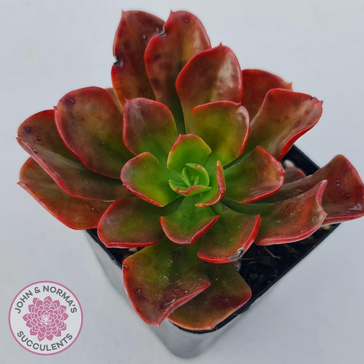 Echeveria multicaulis lipstick