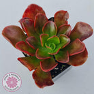 Echeveria multicaulis lipstick