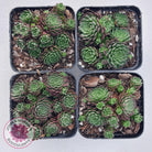 Rosularia Platyphylla