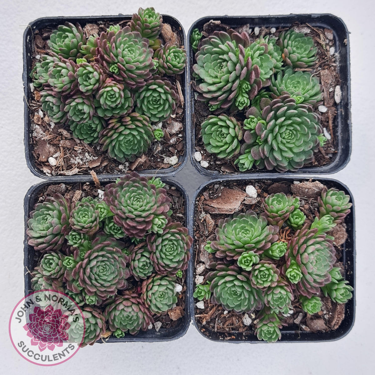 Rosularia Platyphylla