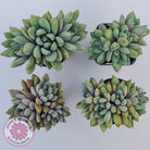 Pachyveria Rough