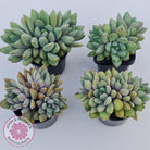 Pachyveria Rough