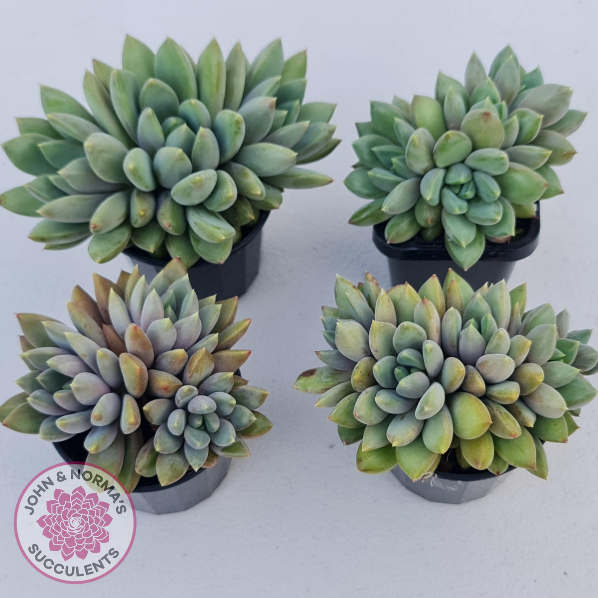 Pachyveria Rough