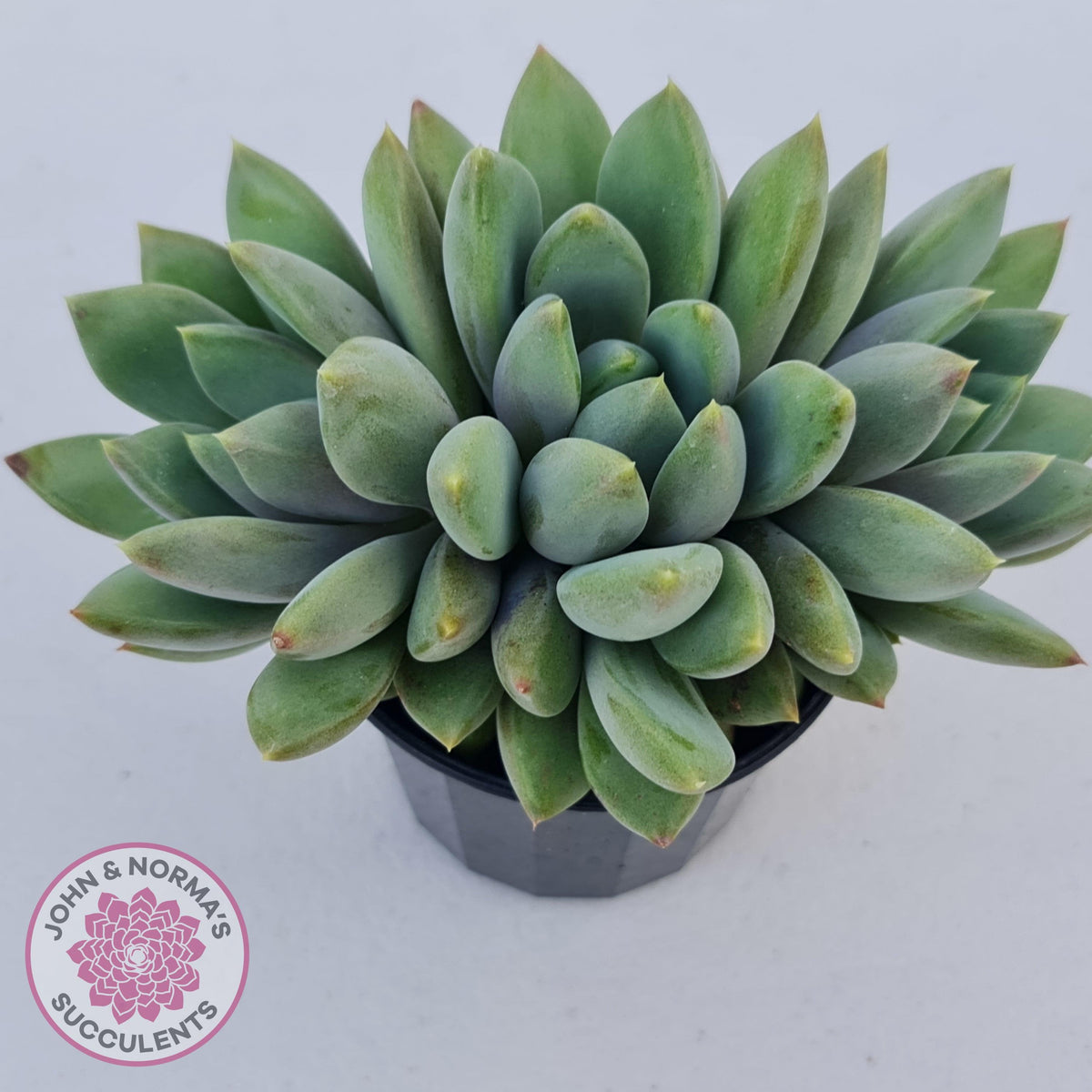 Pachyveria Rough